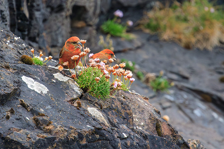Loxia crossbill eating armeria maritima in Shetland